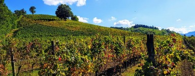 Torrazzetta - Italian Organic Wines Online Store, Pavia, Lombardy, Italy Oltrepò Pavese