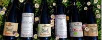 Red Wines Online Sale - Organic Wines Oltrepò Pavese, Pavia, Lombardy, Italy