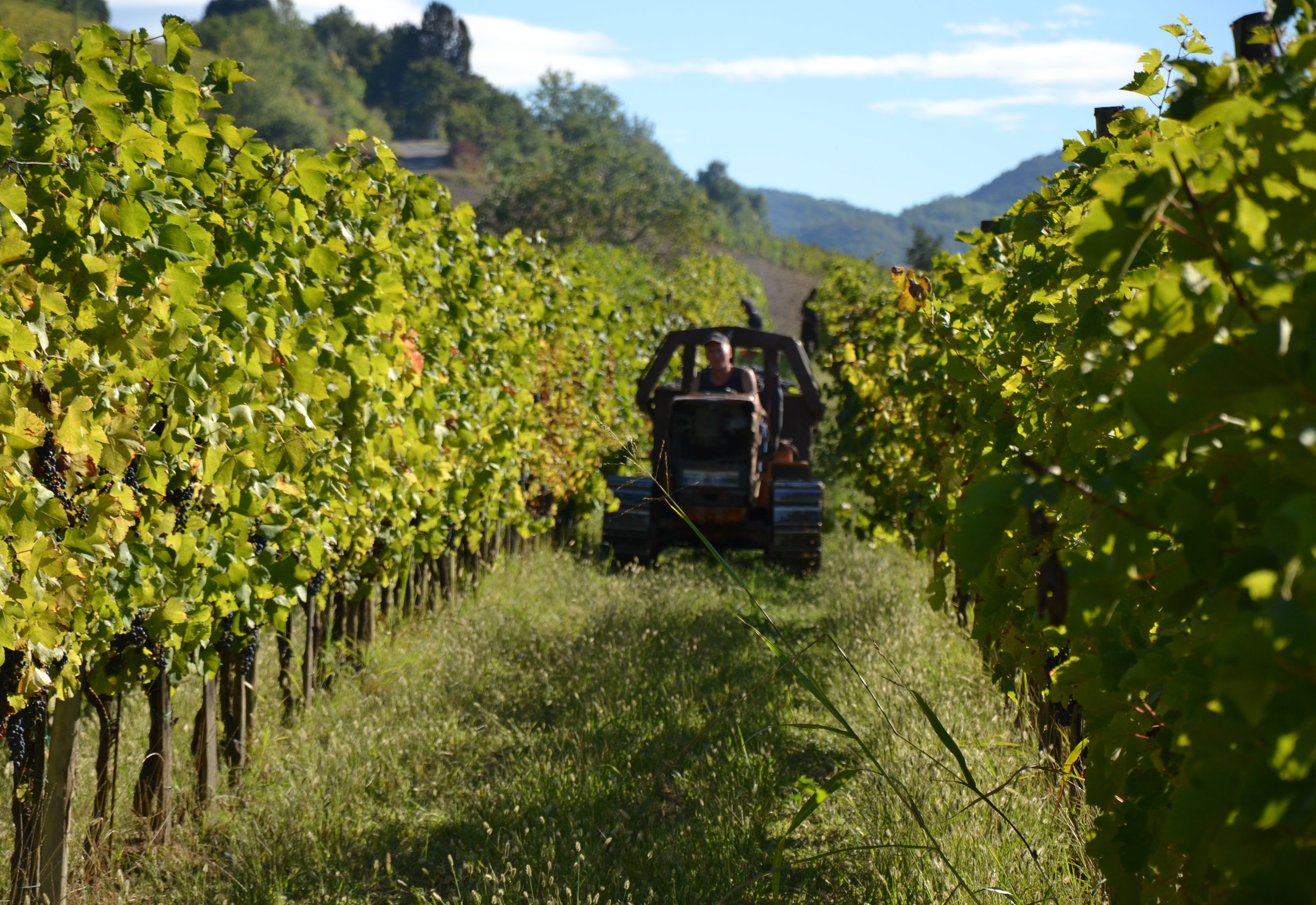 Torrazzetta negozio vini online oltrepo pavese pavia